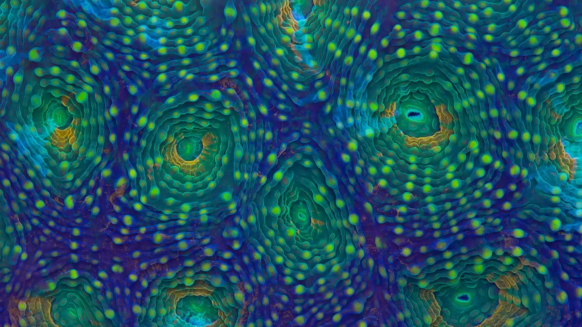 <p>Marine Biogeochemistry</p>
