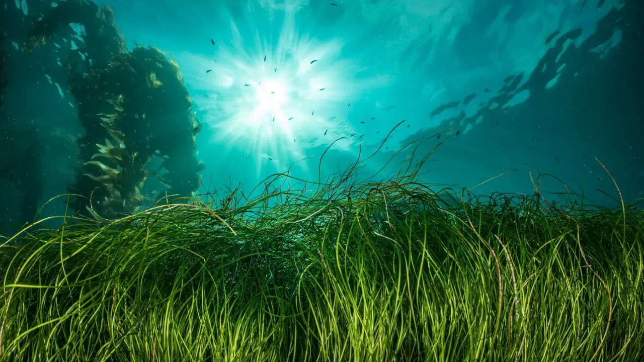 Seagrass and sun