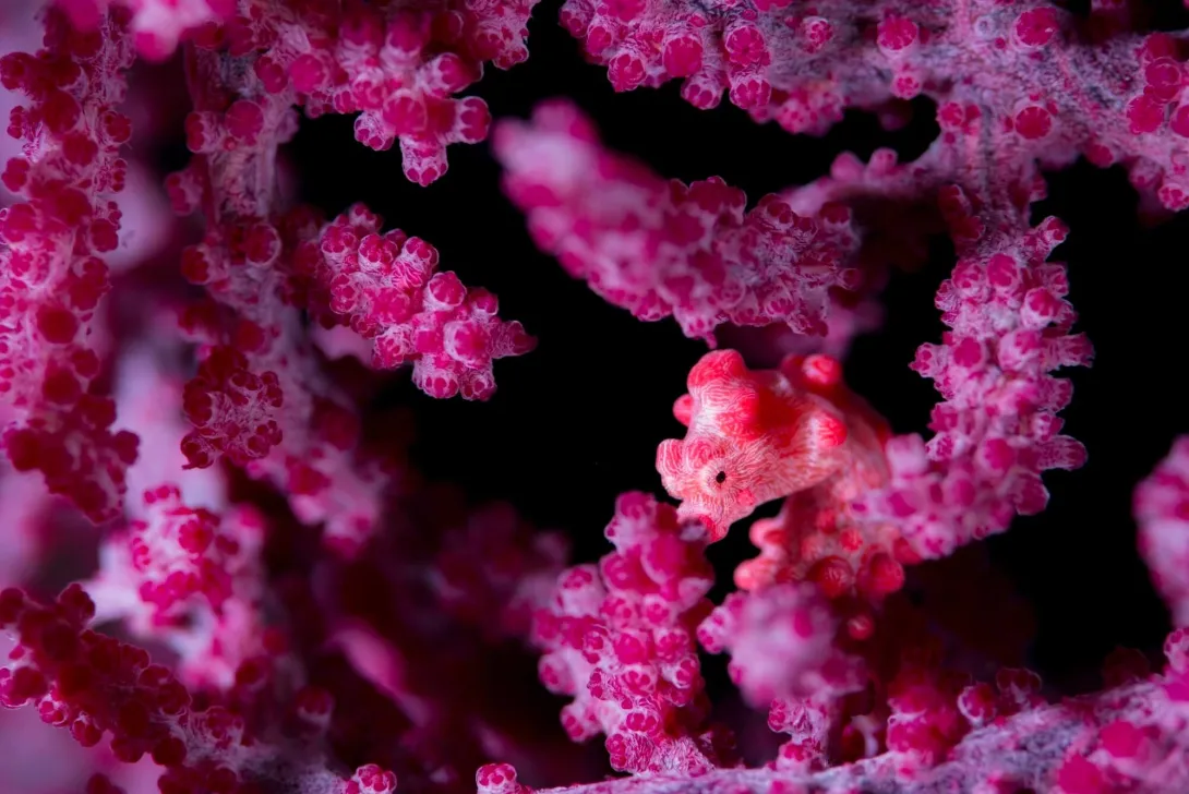 What is the biological carbon pump, and why does it matter?