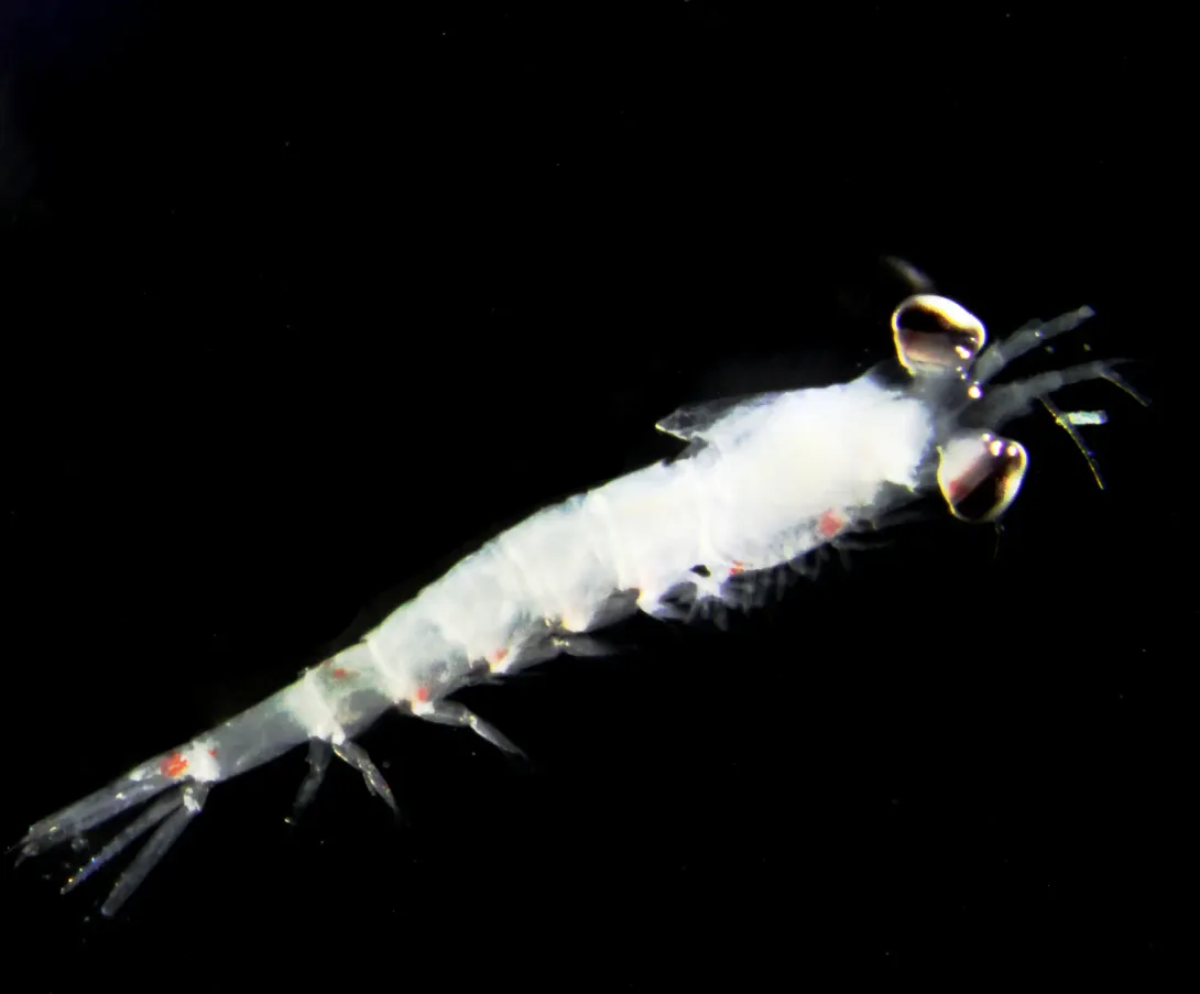 Zooplankton (Euphausiacea)